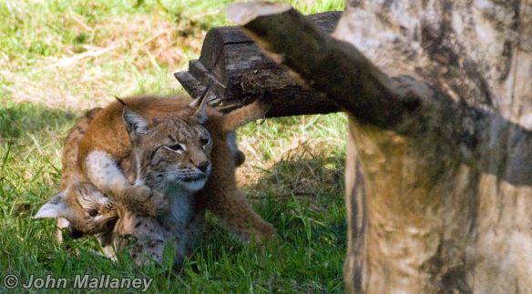 European Lynx and cub playing