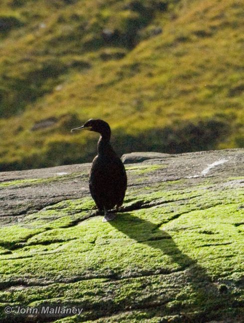 A Cormorant