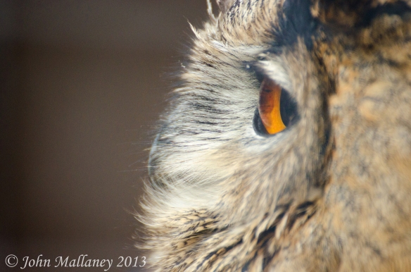 Eagle Owl 