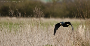 Cormorant in flight