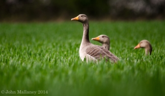 Greylag Geese