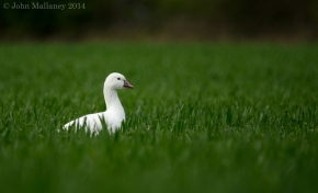 White Greylag Goose