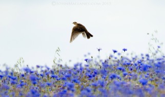 Skylark over cornflower field