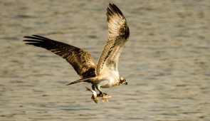 Osprey with two fish