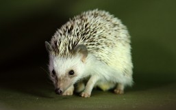 African Pygmy Hedgehog