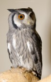 Southern white faced owl