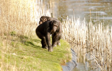 Chimpanzees monkeying around
