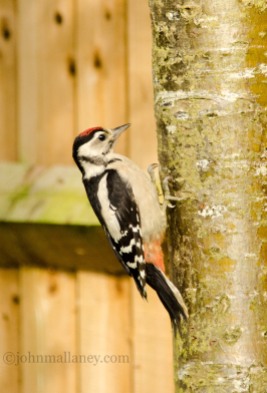 Great Spotted Woodpecker 3