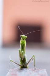 praying-mantis-2