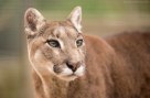 Puma - Mountain Lion - Cat Survival Trust