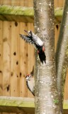 Great Spotted Woodpecker - female and juvenile male