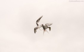 Arctic Terns in Flight