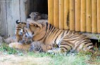 Amur Tiger with cubs