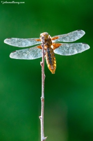 Female Broad-Bodied Chaser