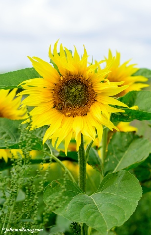 Sunflower - Hitchin Lavender Farm