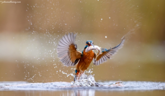 Kingfisher in Action
