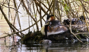 Great Crested Grebes and Chicks