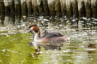 Great Crested Grebe with Chicks (Humbugs)