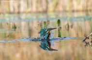 3 Female Kingfisher