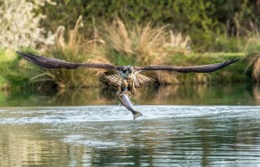 Osprey (T7) with a Trout!