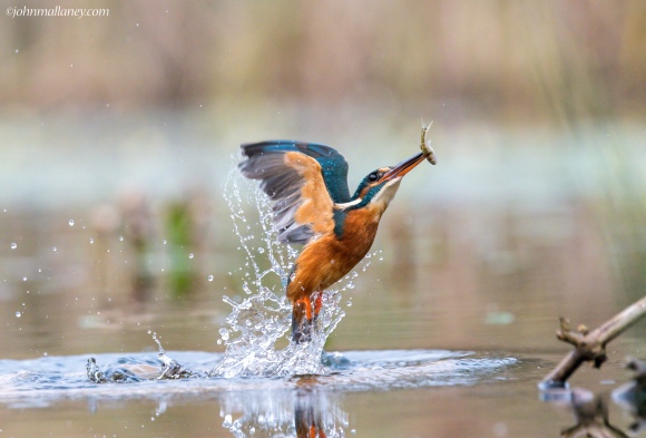 Kingfisher Fishing